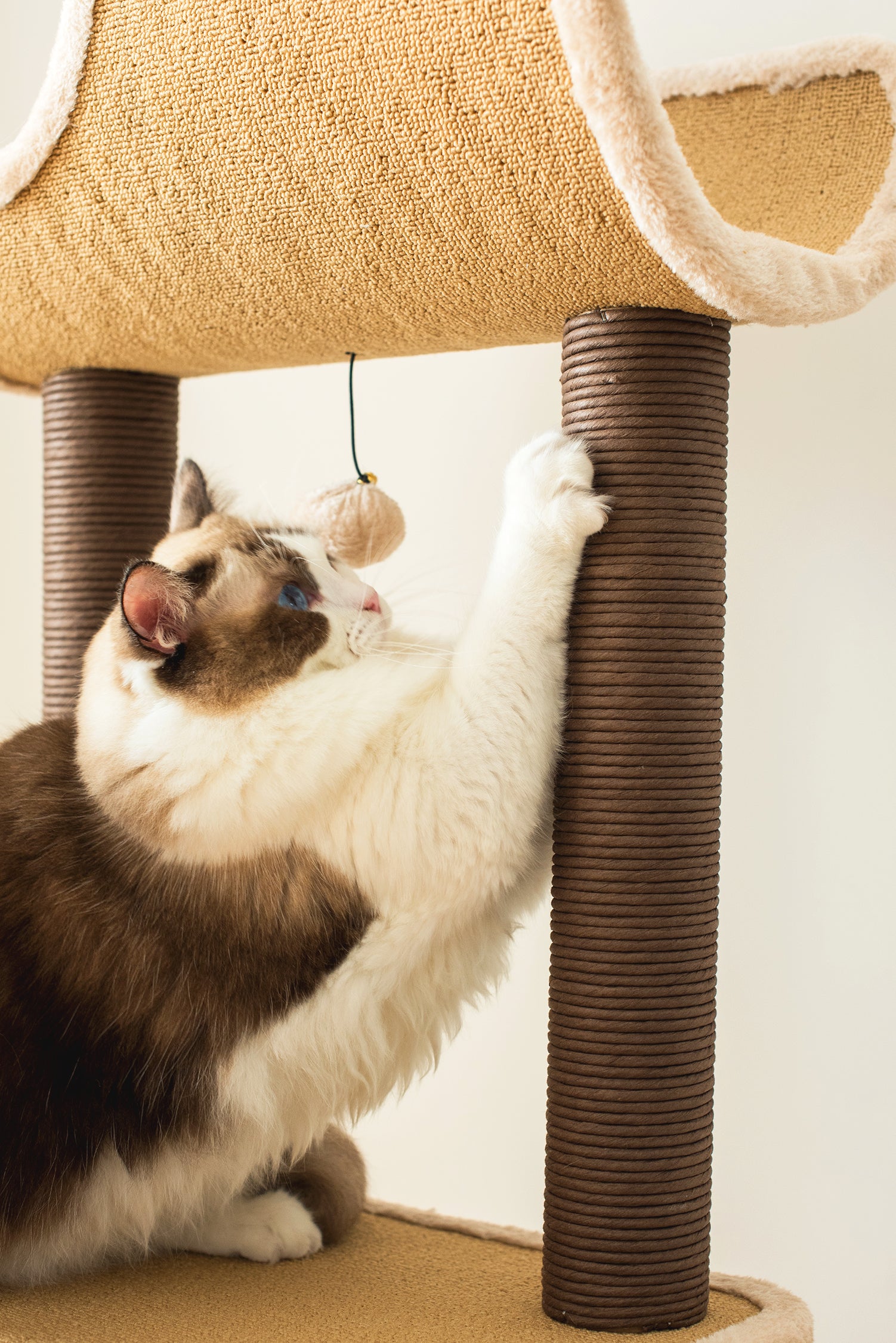 5 level best sale cat tree